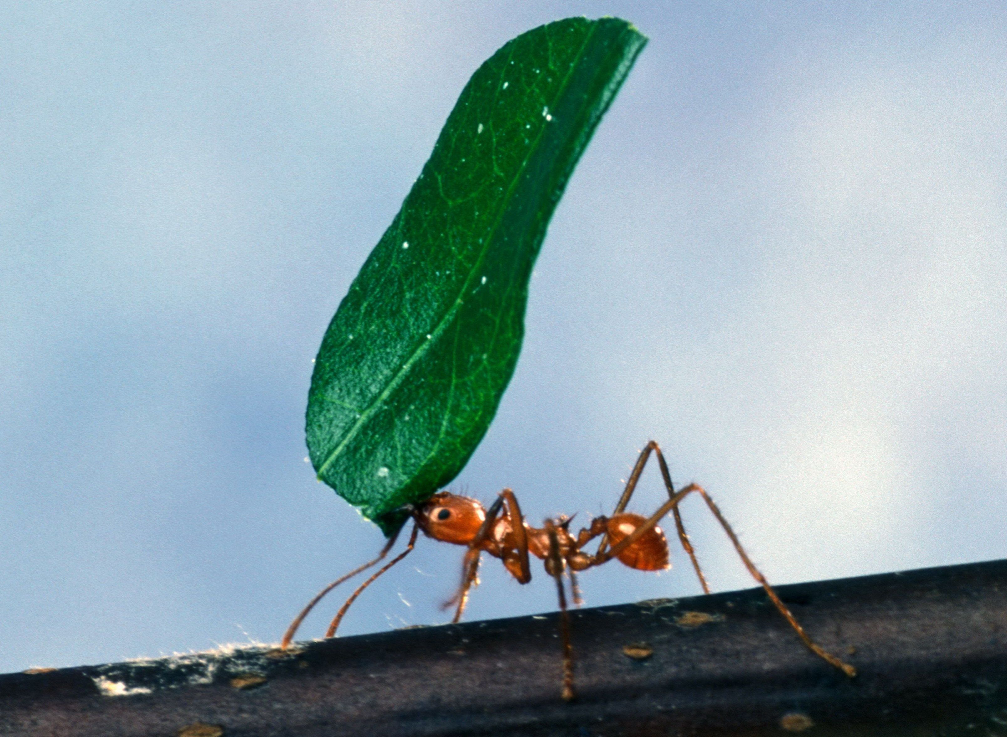 A worker ant carrying a leaf